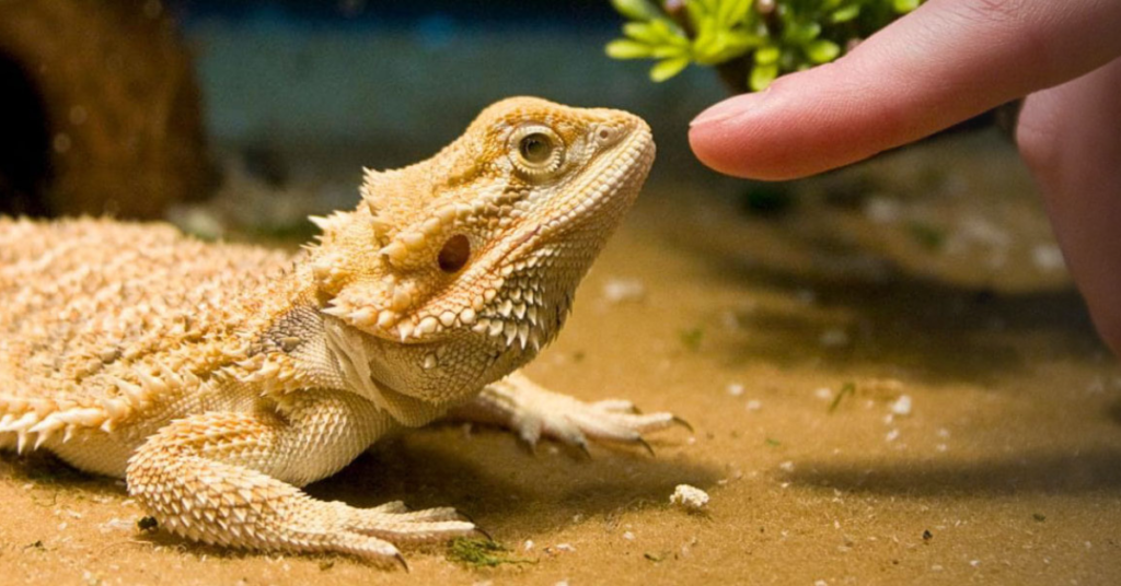 Approach Your Bearded Dragon