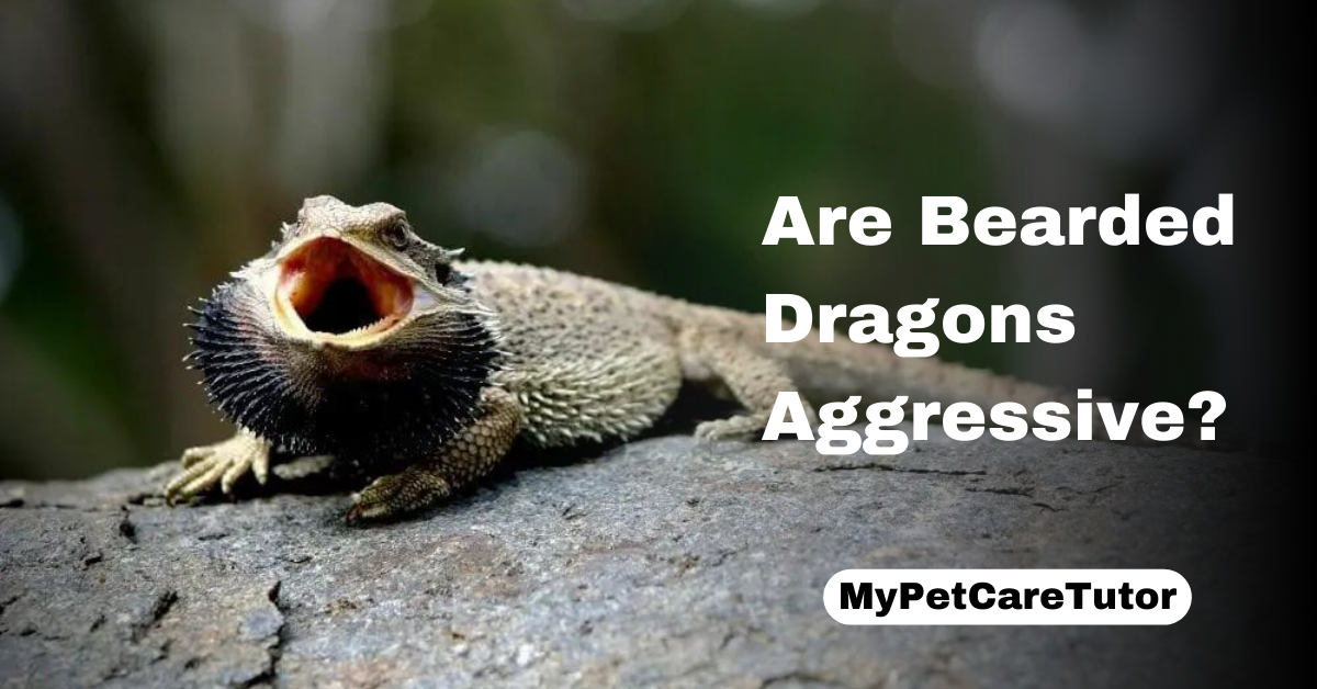 Are Bearded Dragons Aggressive?