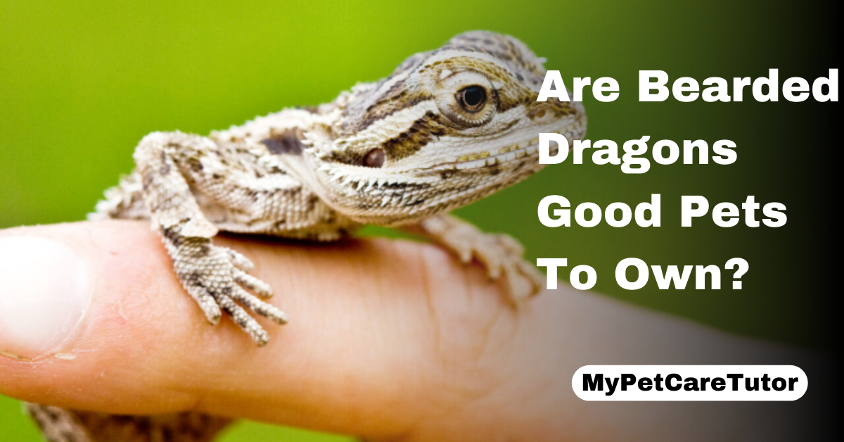 Are Bearded Dragons Good Pets To Own?