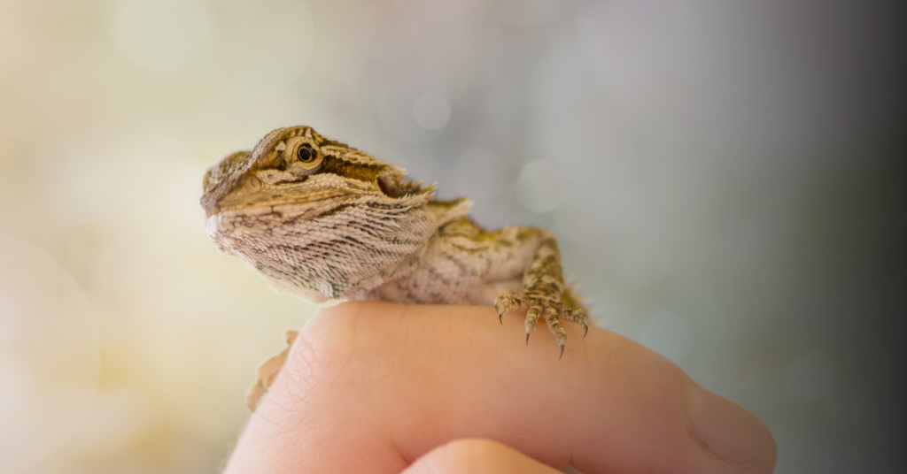 Baby Bearded Dragon Handling and Interaction