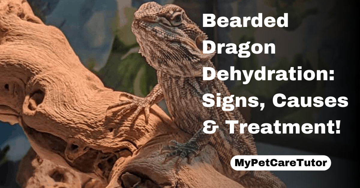 Bearded Dragon Dehydration
