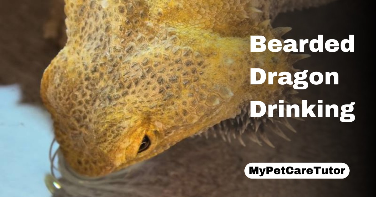 Bearded Dragon Drinking