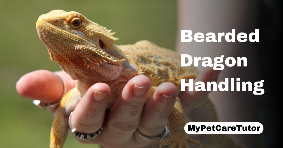 Bearded Dragon Handling