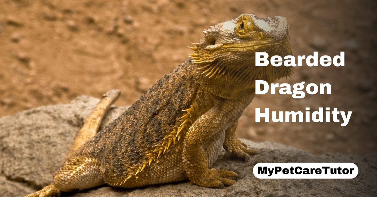Bearded Dragon Humidity