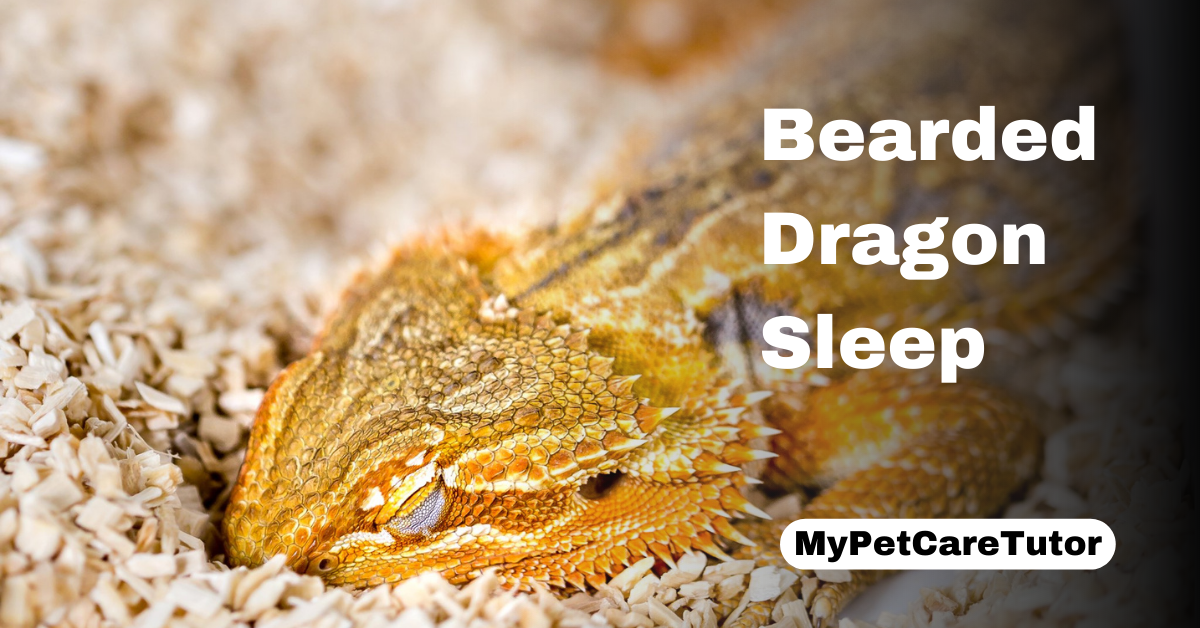 Bearded Dragon Sleep