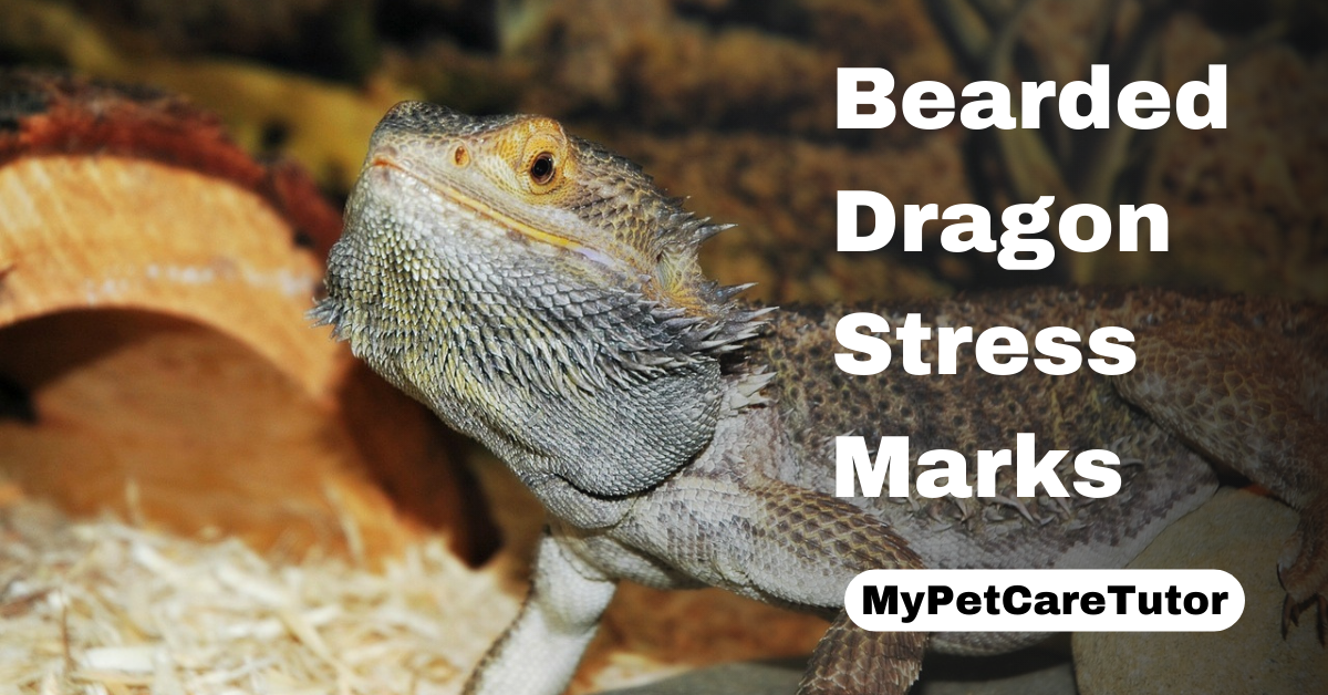 Bearded Dragon Stress Marks
