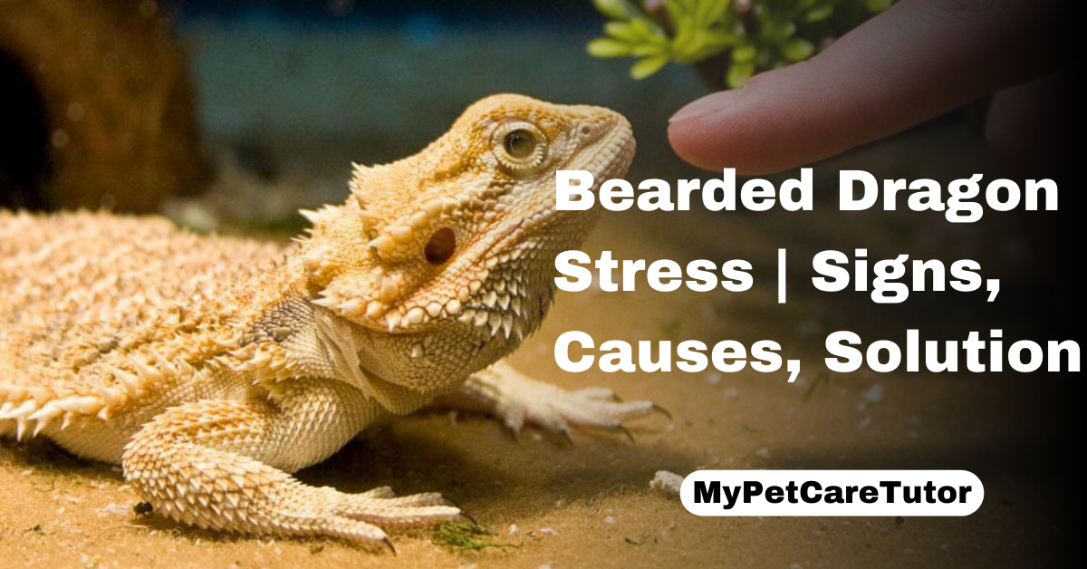Bearded Dragon Stress | Signs, Causes, Solution