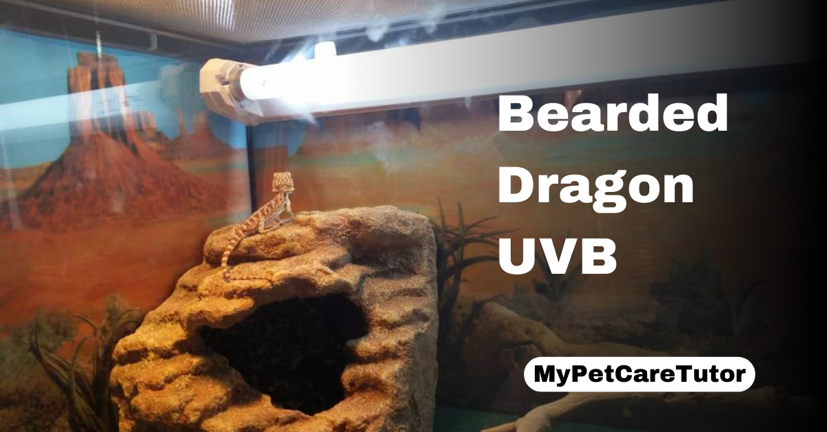 Bearded Dragon UVB