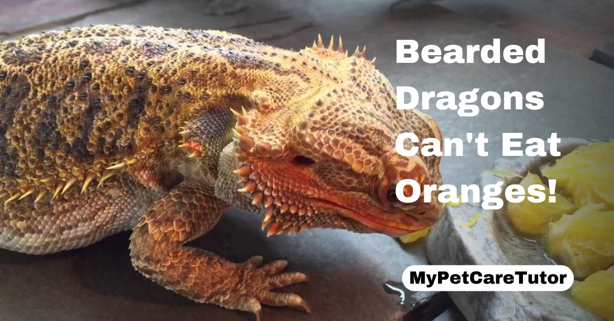 Bearded Dragons Can't Eat Oranges!