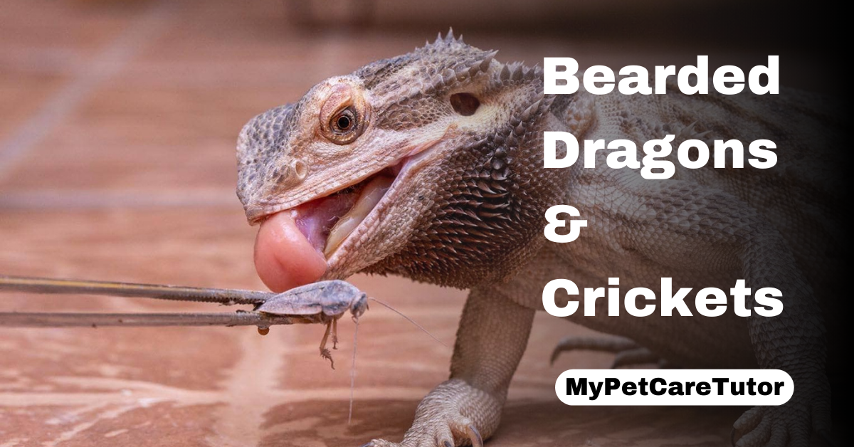 Bearded Dragons & Crickets
