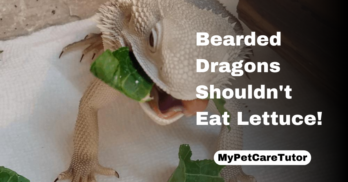 Bearded Dragons Shouldn't Eat Lettuce!