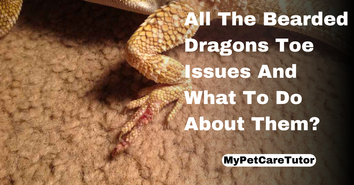 All The Bearded Dragons Toe Issues And What To Do About Them?