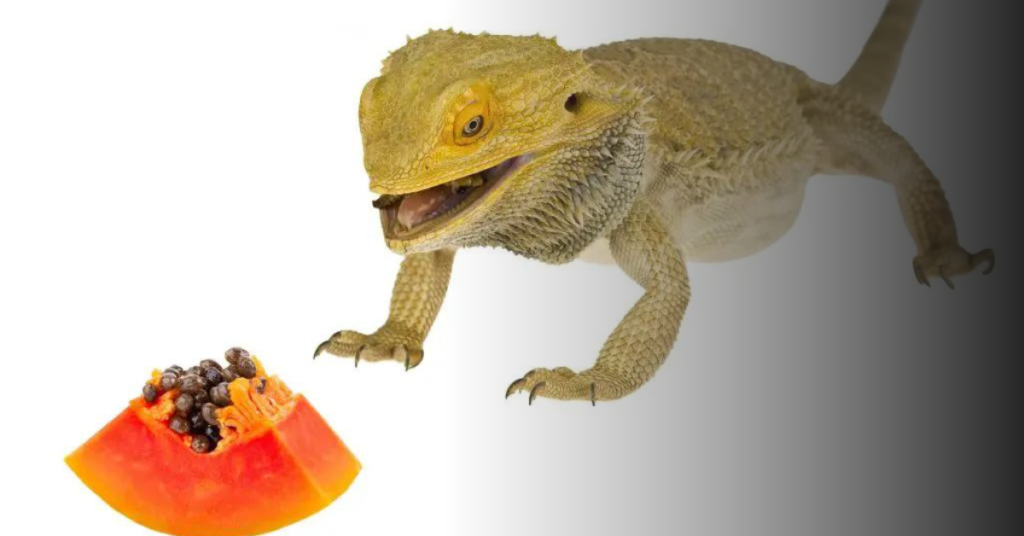 Benefits of Feeding Fruits to Bearded Dragons