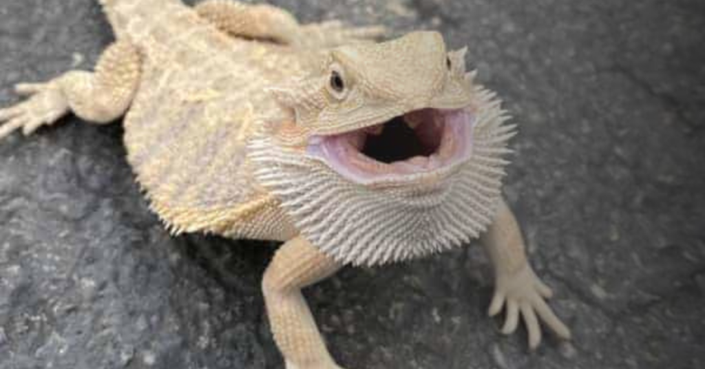 Benefits of Taking Your Bearded Dragon Outside