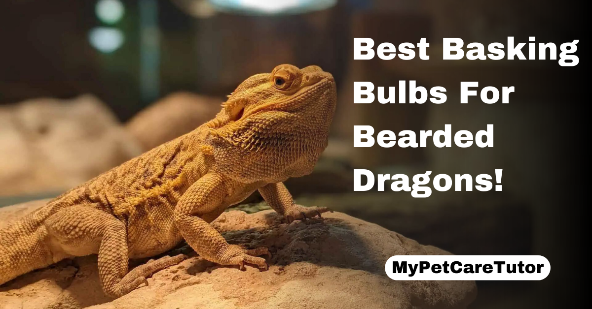 Best Basking Bulbs For Bearded Dragons!