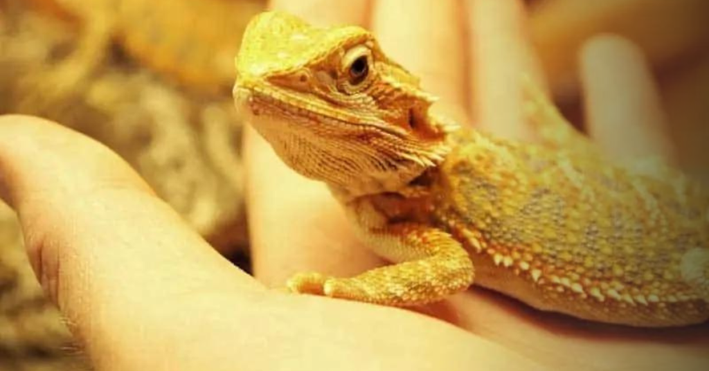 Bonding with Your Bearded Dragon