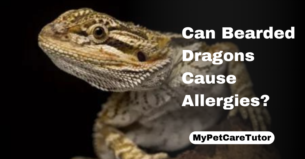 Can Bearded Dragons Cause Allergies?
