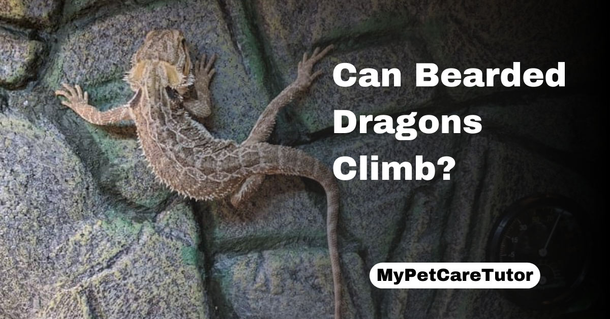Can Bearded Dragons Climb?