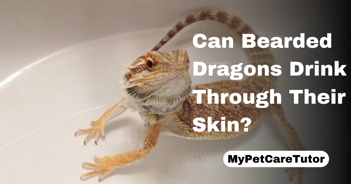 Can Bearded Dragons Drink Through Their Skin?