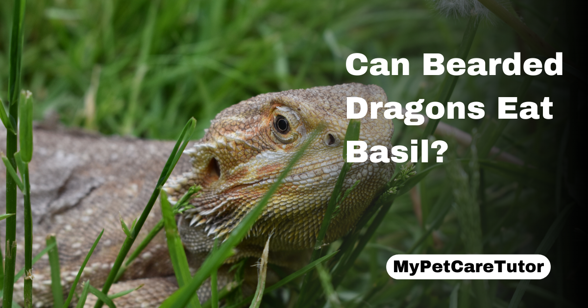 Can Bearded Dragons Eat Basil?