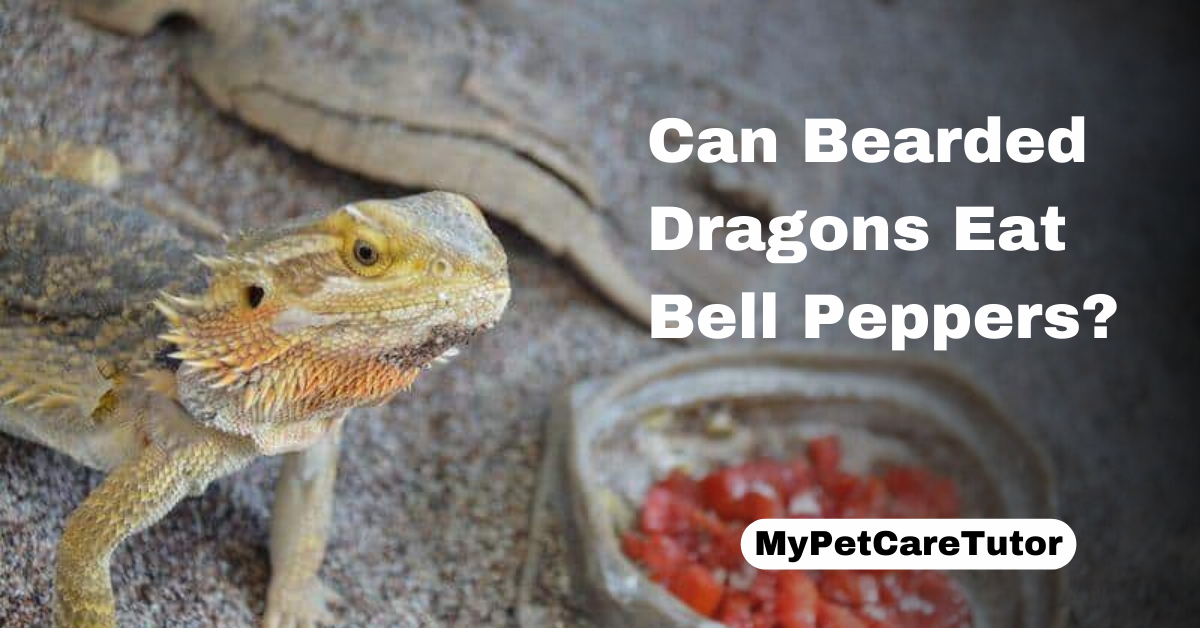 Can Bearded Dragons Eat Bell Peppers?