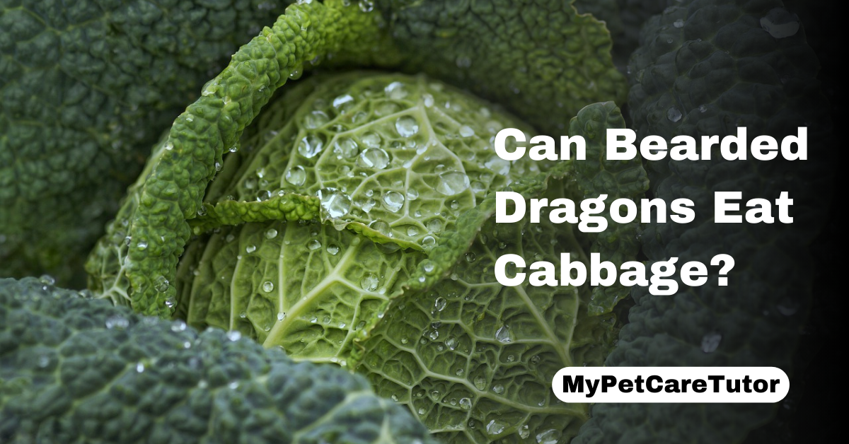 Can Bearded Dragons Eat Cabbage?