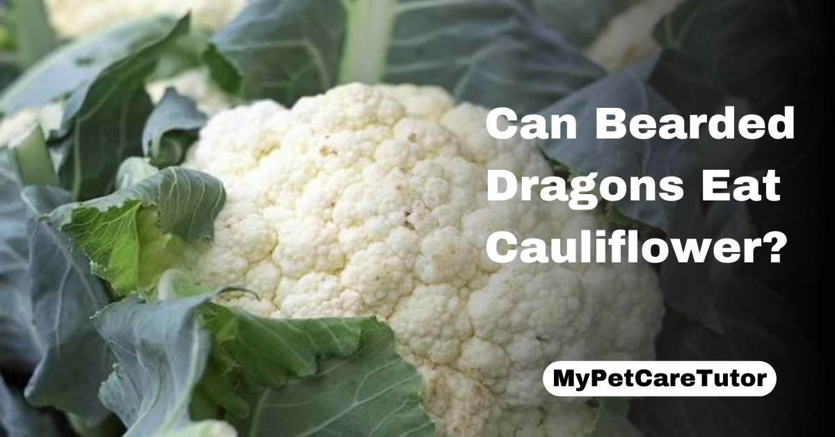 Can Bearded Dragons Eat Cauliflower?