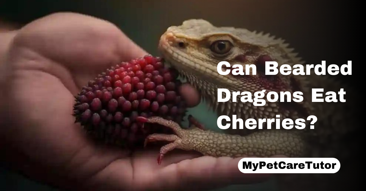 Can Bearded Dragons Eat Cherries?