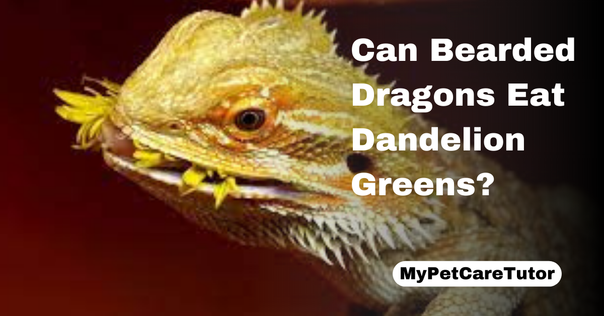 Can Bearded Dragons Eat Dandelion Greens?