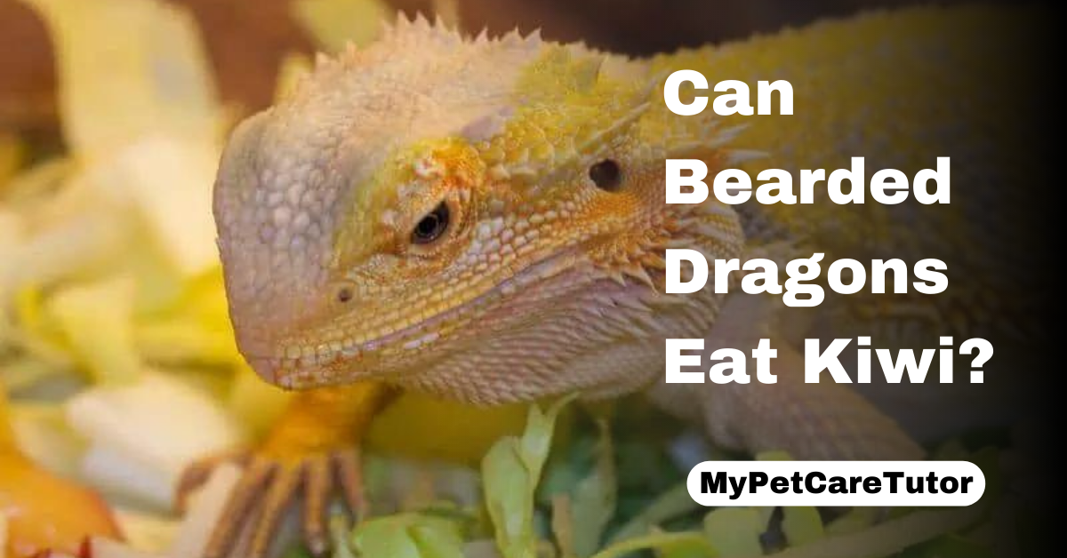 Can Bearded Dragons Eat Kiwi?