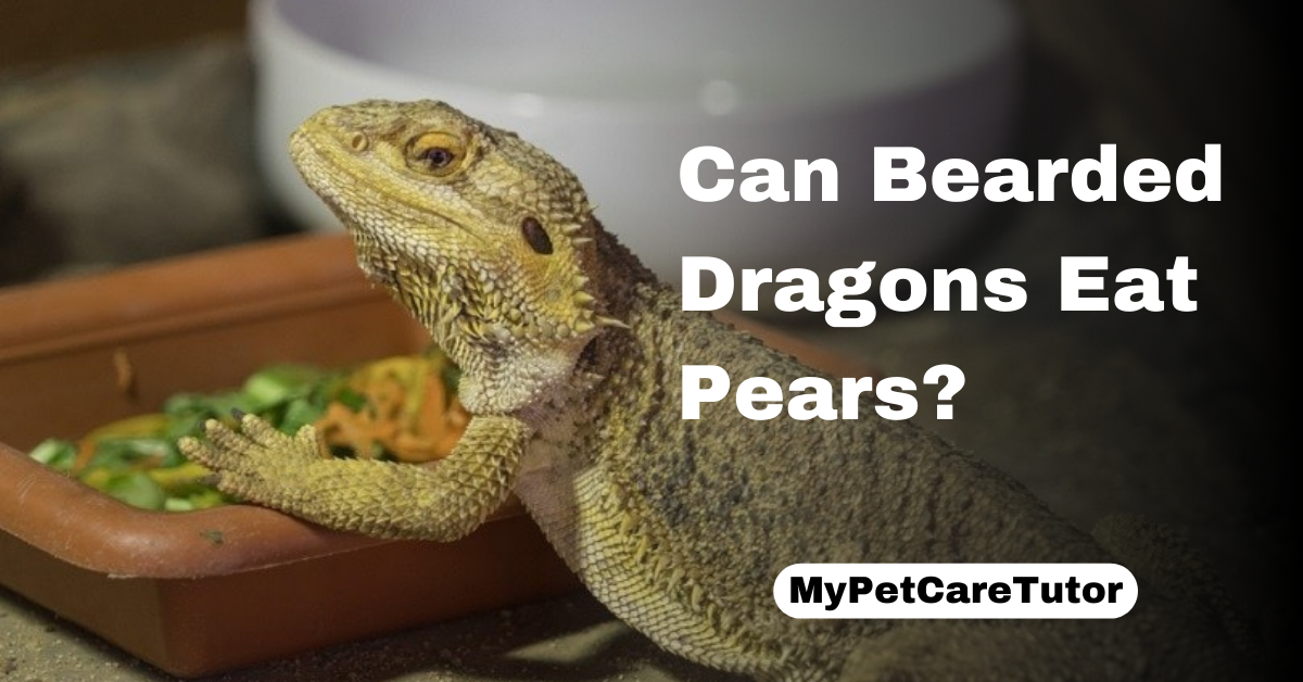 Can Bearded Dragons Eat Pears?