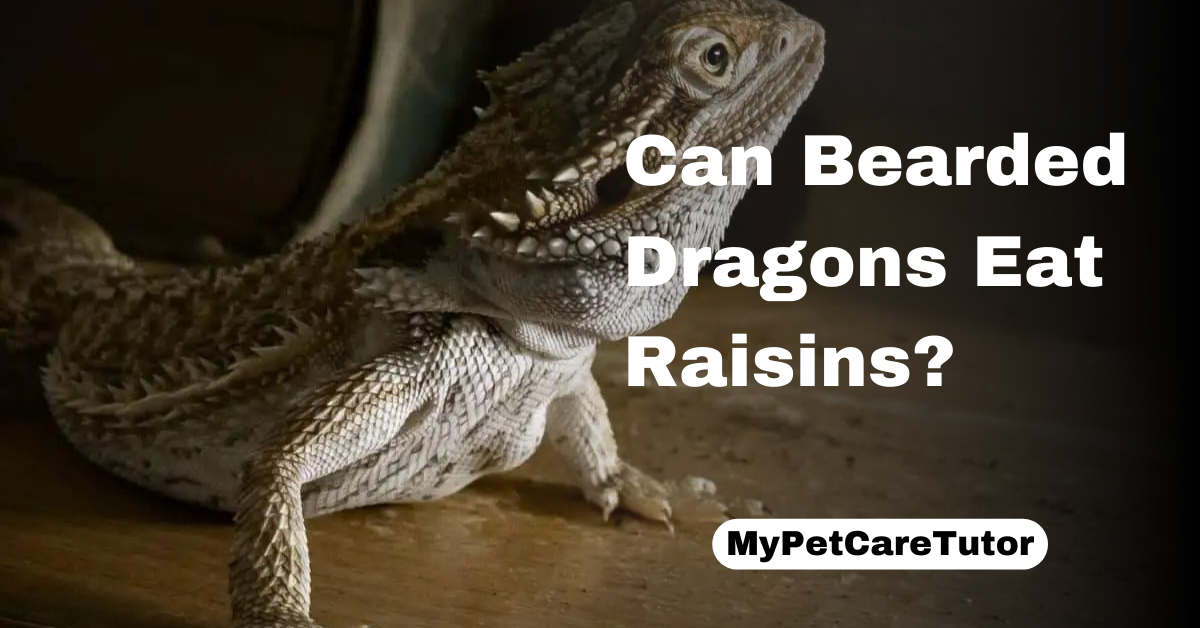 Can Bearded Dragons Eat Raisins?