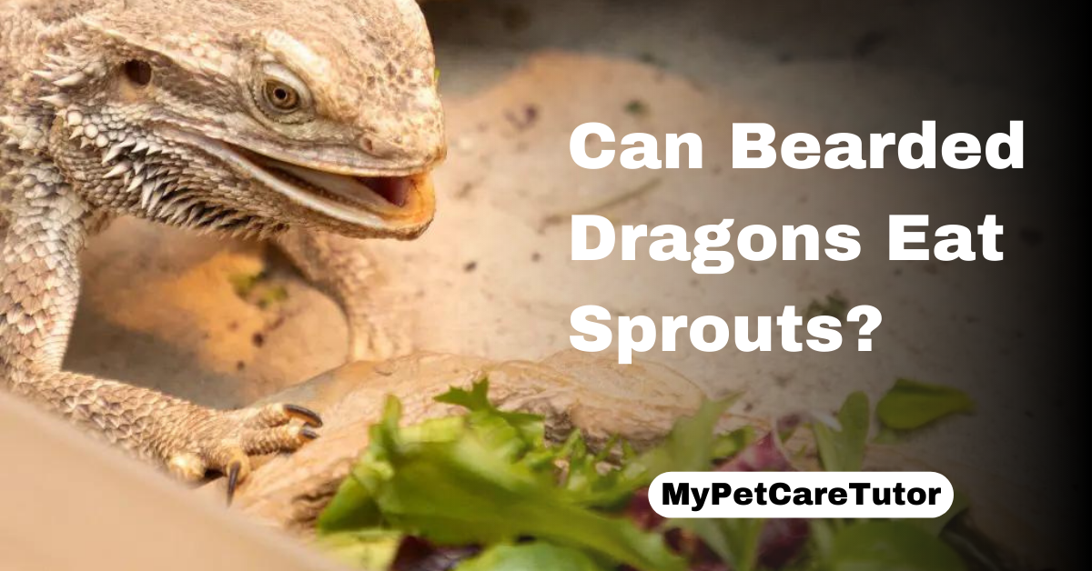Can Bearded Dragons Eat Sprouts?