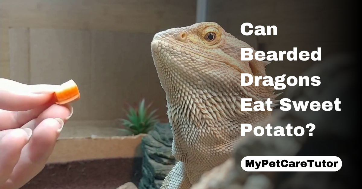 Can Bearded Dragons Eat Sweet Potato?