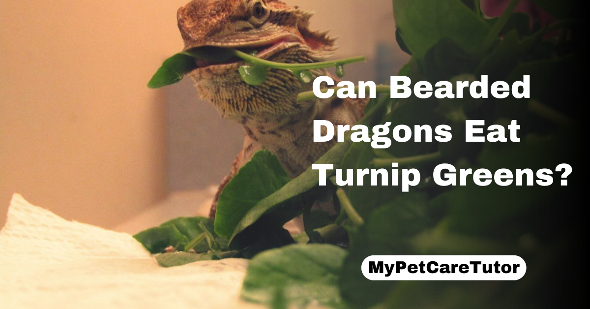 Can Bearded Dragons Eat Turnip Greens?