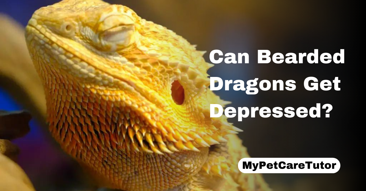 Can Bearded Dragons Get Depressed?
