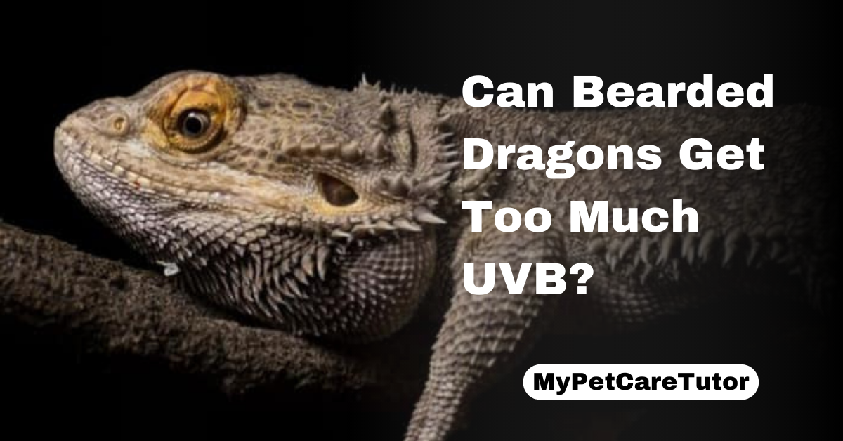 Can Bearded Dragons Get Too Much UVB?