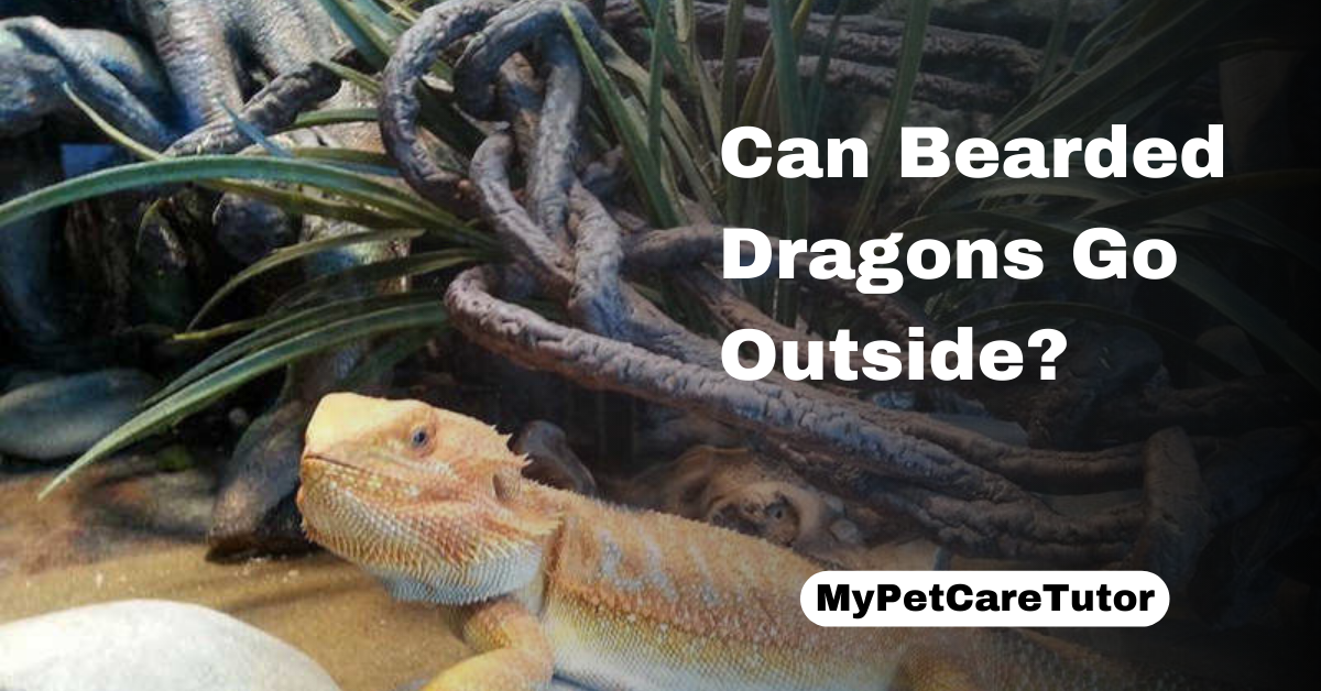 Can Bearded Dragons Go Outside?
