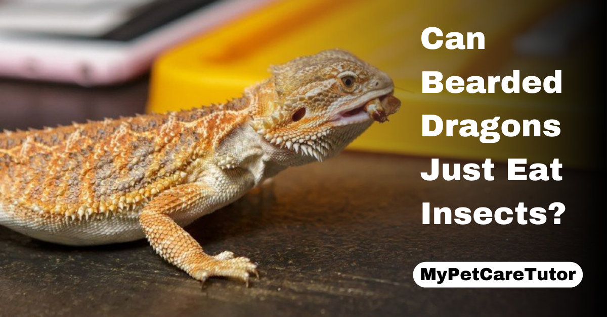 Can Bearded Dragons Just Eat Insects?