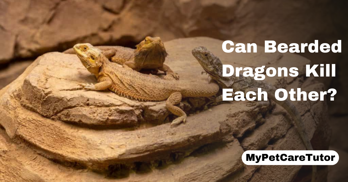 Can Bearded Dragons Kill Each Other?