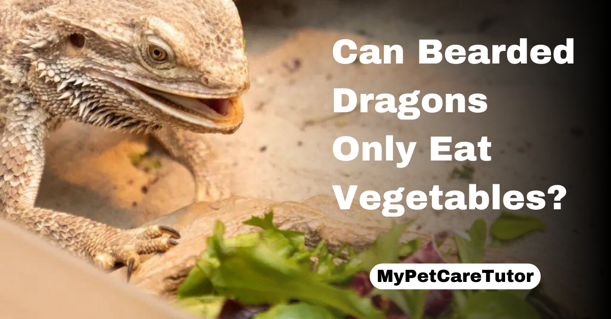 Can Bearded Dragons Only Eat Vegetables?