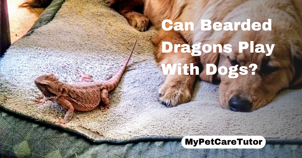 Can Bearded Dragons Play With Dogs?