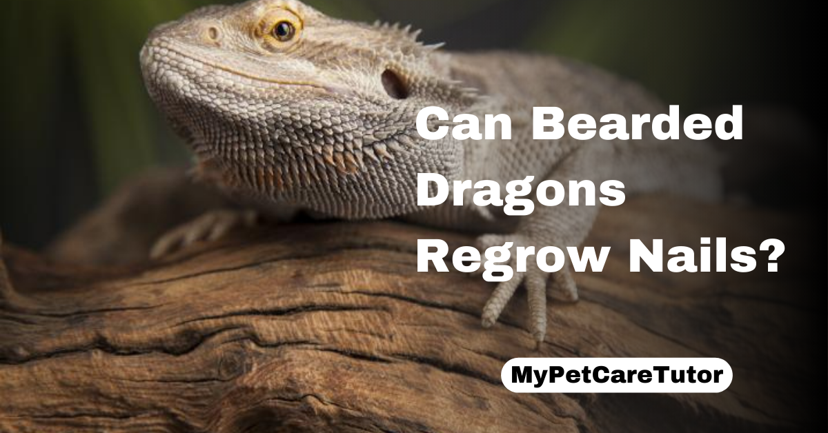 Can Bearded Dragons Regrow Nails?