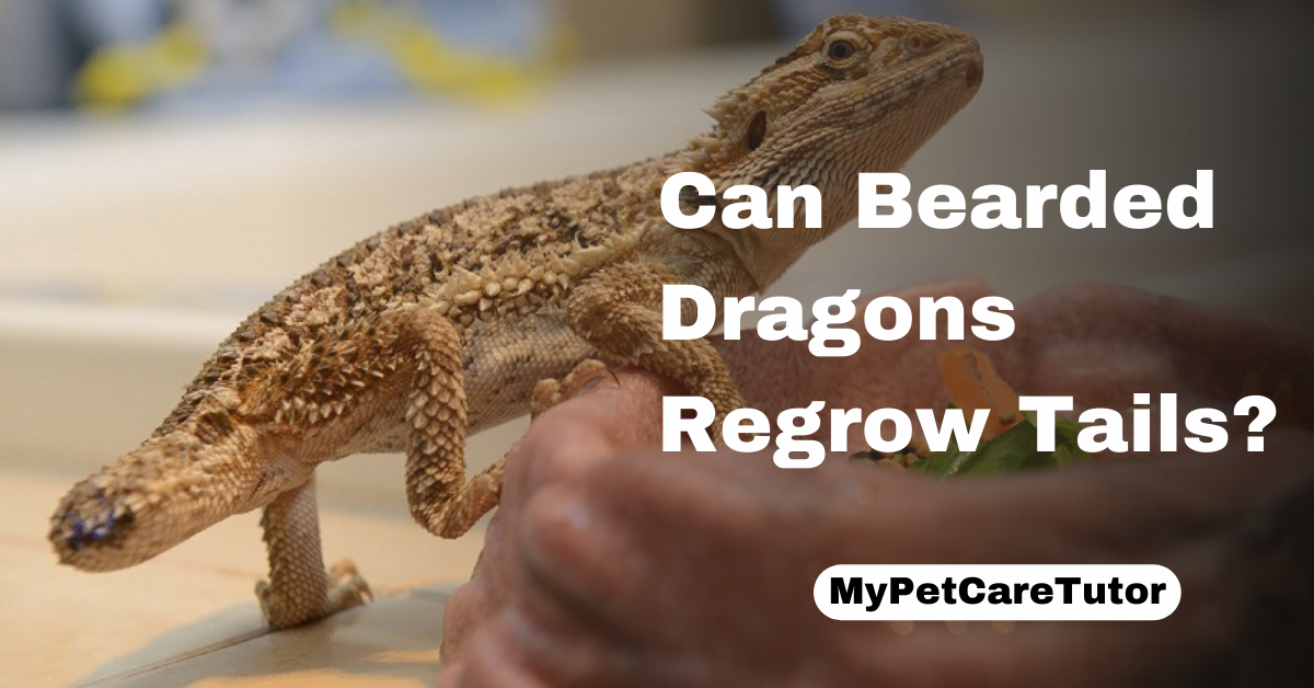 Can Bearded Dragons Regrow Tails?