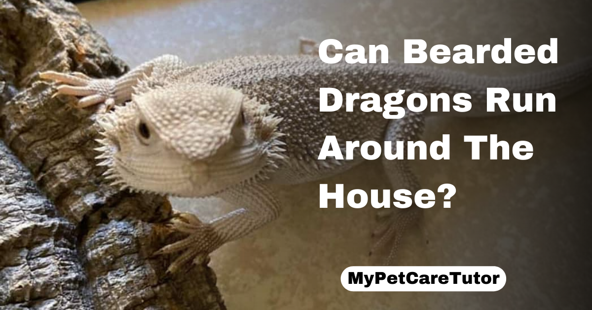 Can Bearded Dragons Run Around The House?