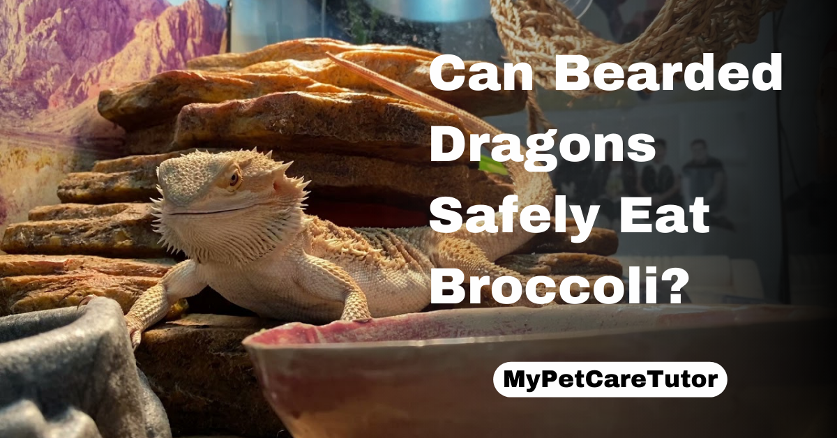 Can Bearded Dragons Safely Eat Broccoli?