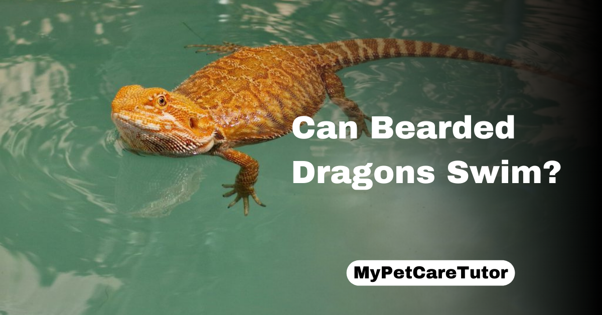 Can Bearded Dragons Swim?
