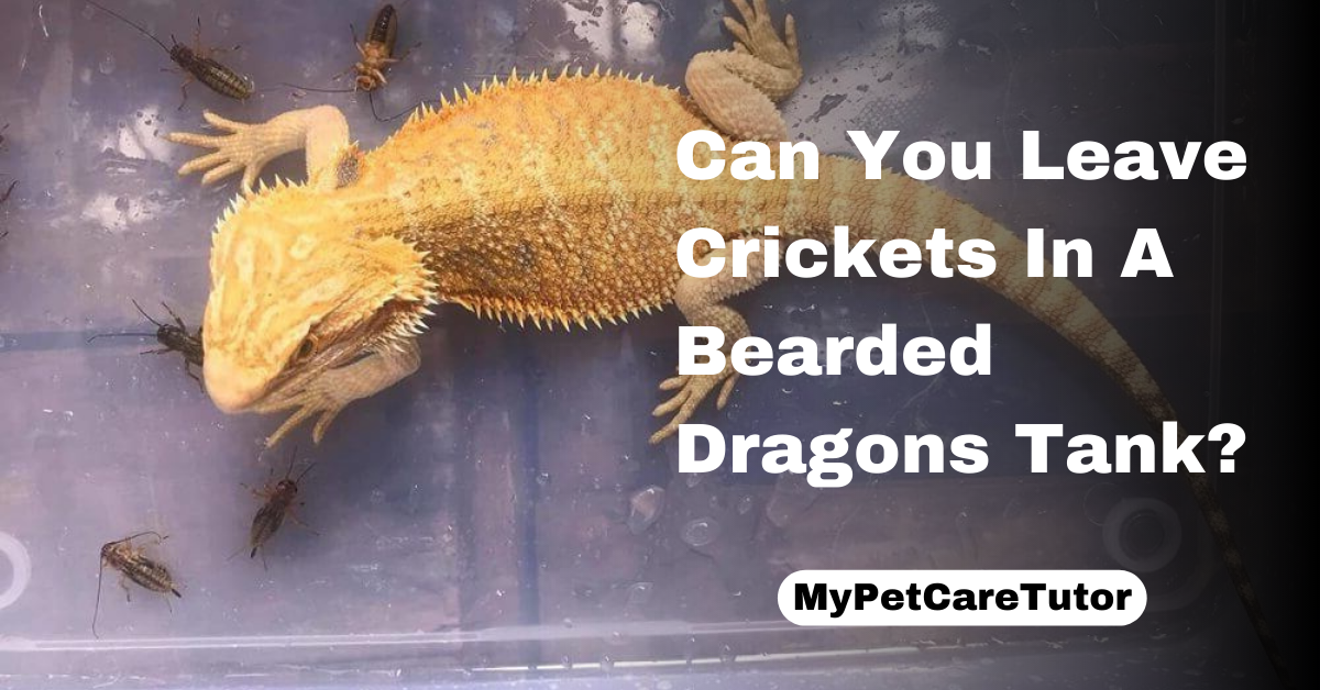 Can You Leave Crickets In A Bearded Dragons Tank?