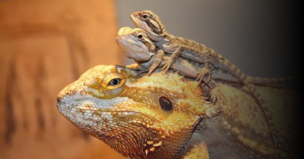 Care Requirements of Bearded Dragons