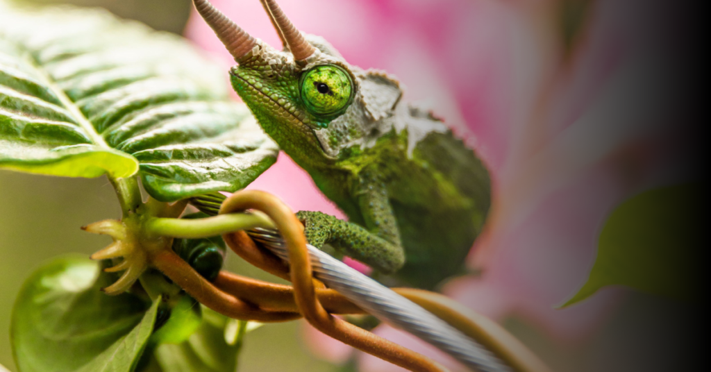 Care Requirements of Chameleons